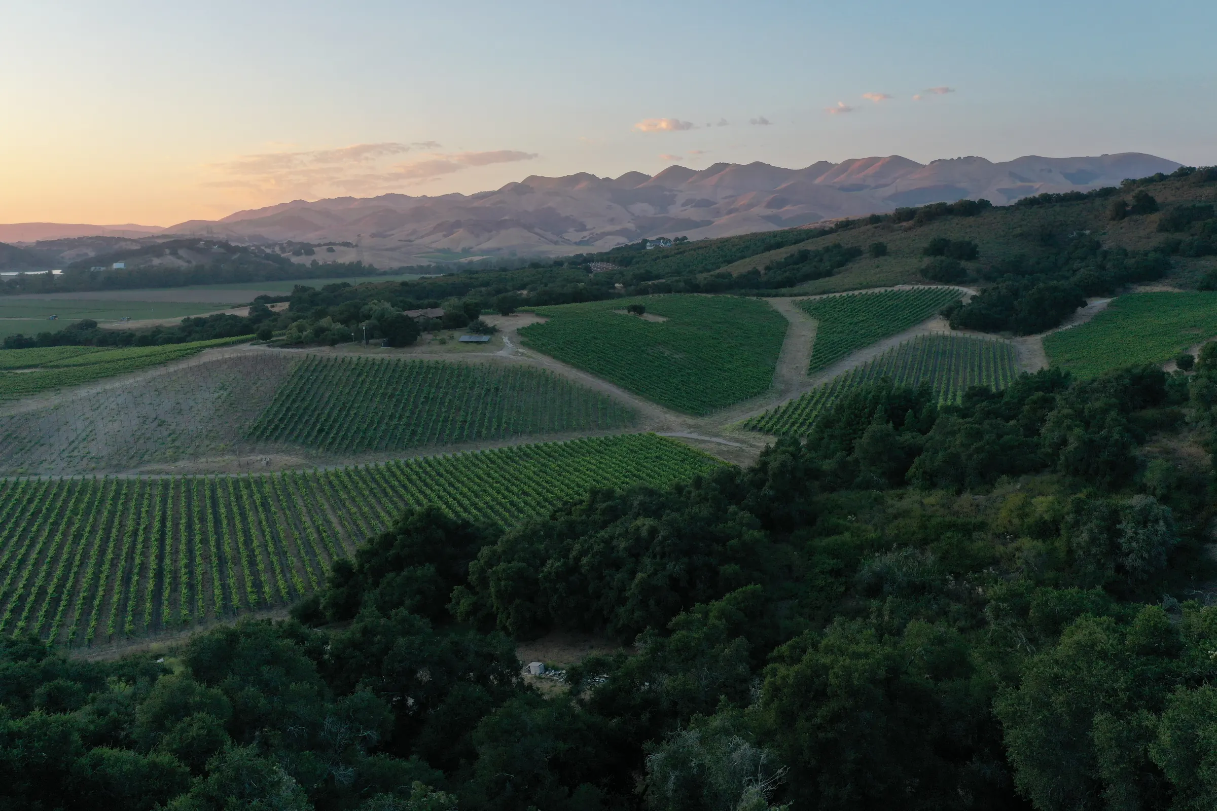 Aerial view of vineyards rolling toward the mountains of the Arroyo Grande Valley at sunset